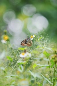 A blue glassy tiger butterfly perched on a small white flower in a garden